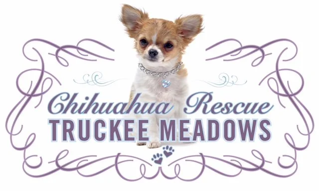 Long hair chihuahua rescue online